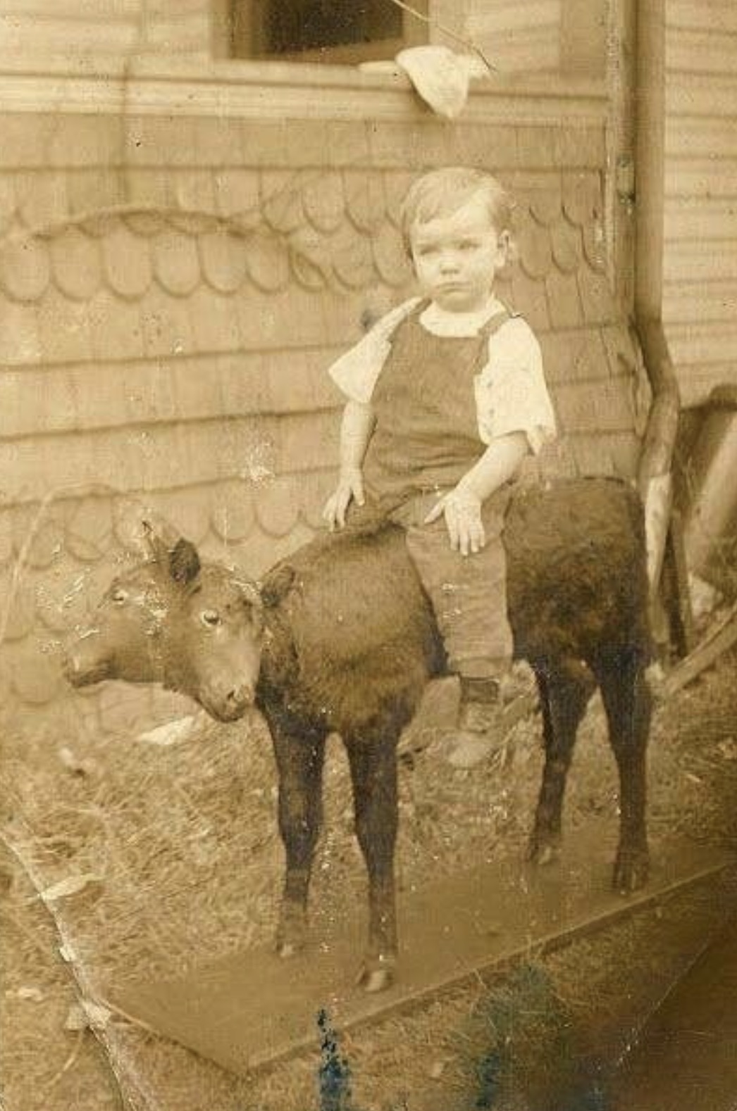 A child riding a two-headed taxidermy sheep 